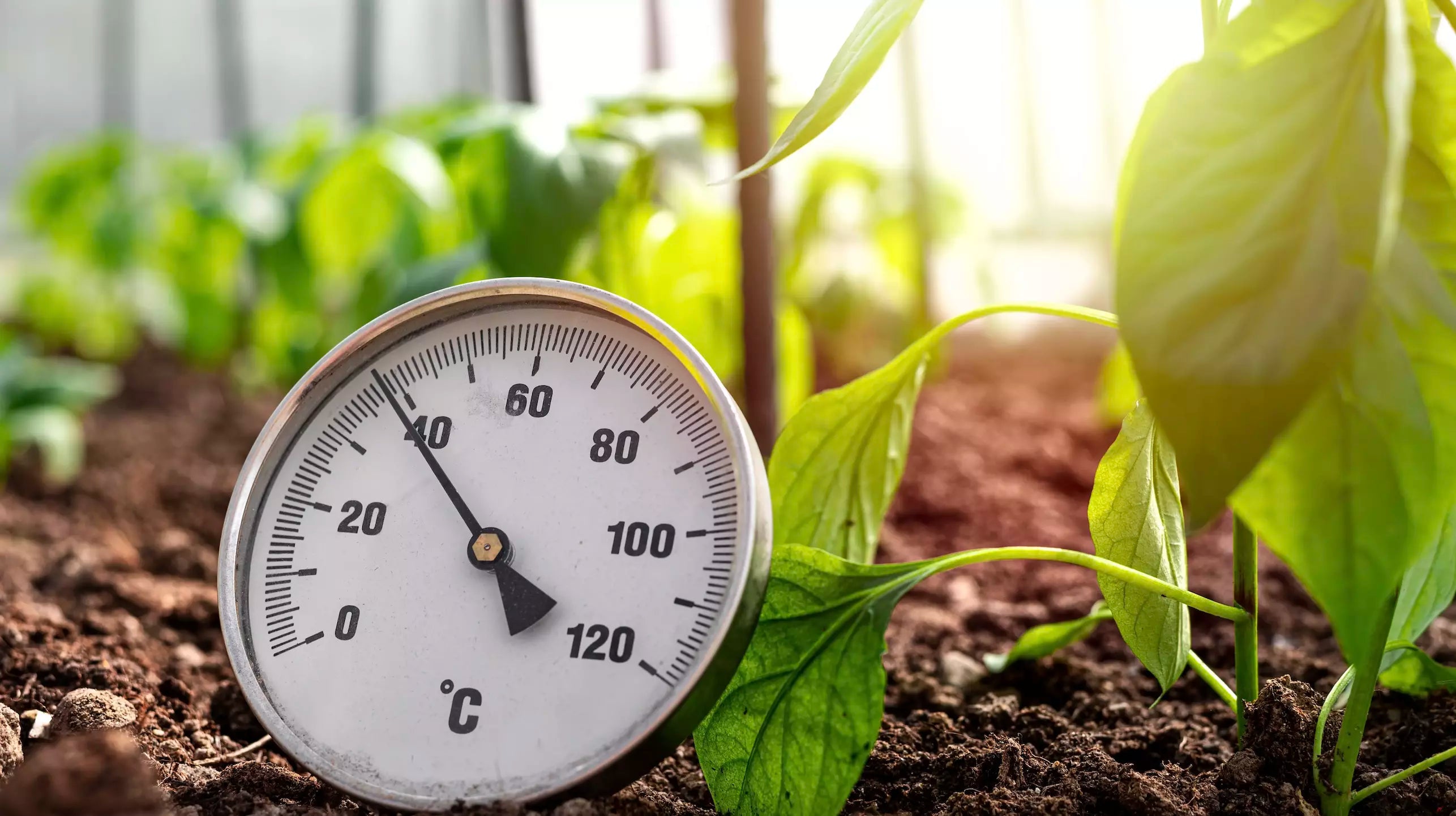 Comment Réguler la Température de sa Serre de Jardin ?