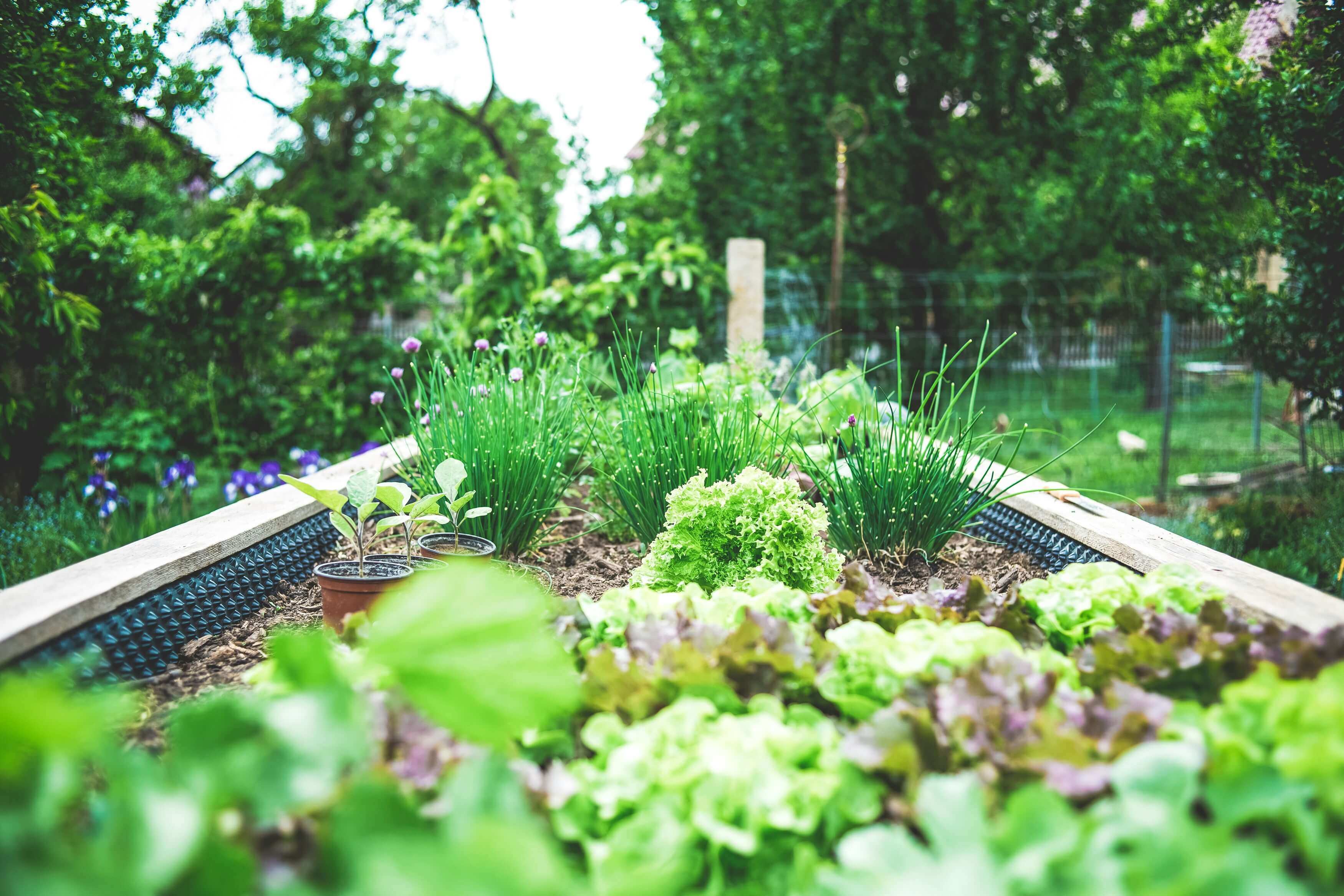5 conseils pour bien réaliser un jardin écologique