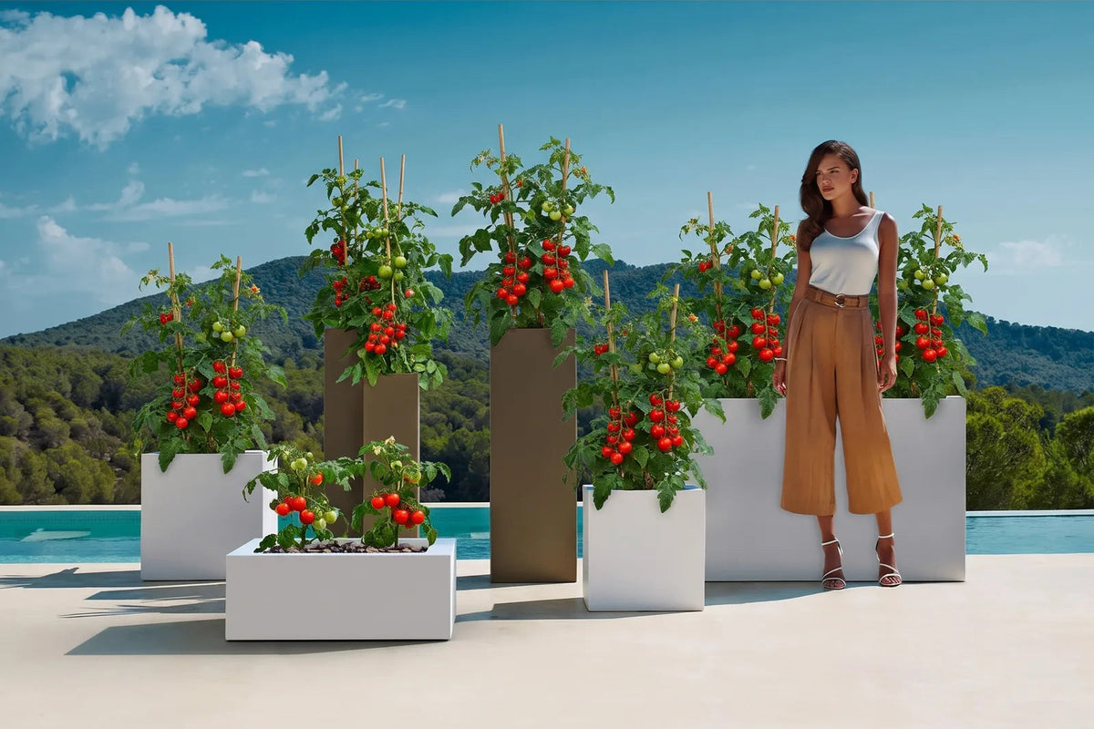 Plants de tomates cerises tuteurés dans de grands pots carrés blancs et taupe, sur une terrasse au bord d'une piscine