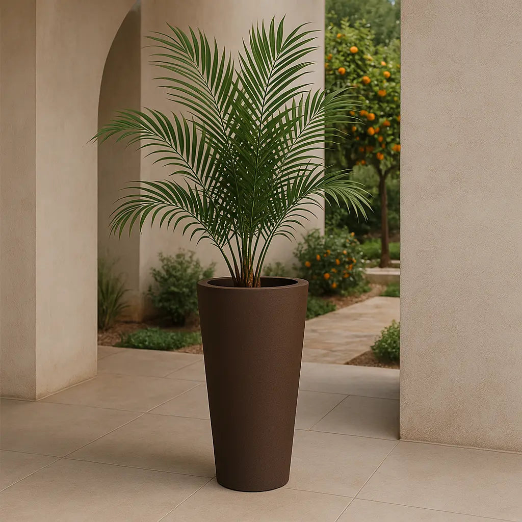Topf - Ficus