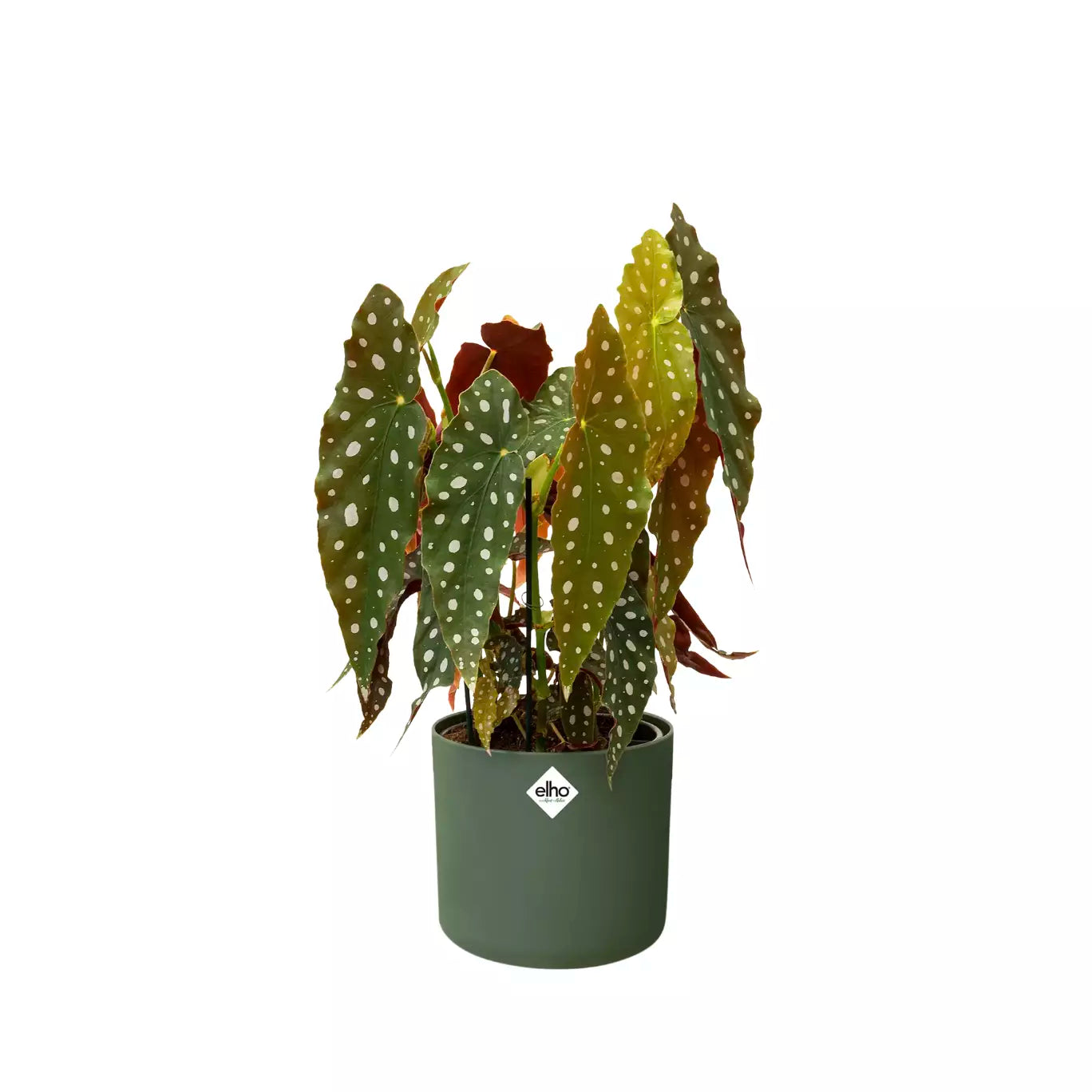 Recycelbarer Kunststoffblumentopf <br> B. für Soft