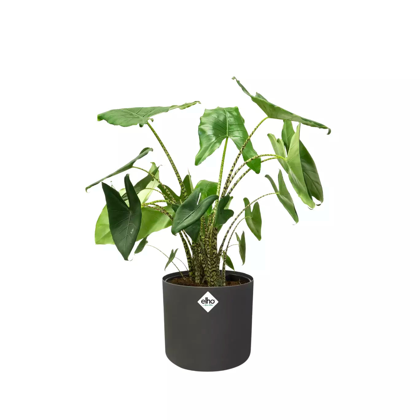 Recycelbarer Kunststoffblumentopf <br> B. für Soft