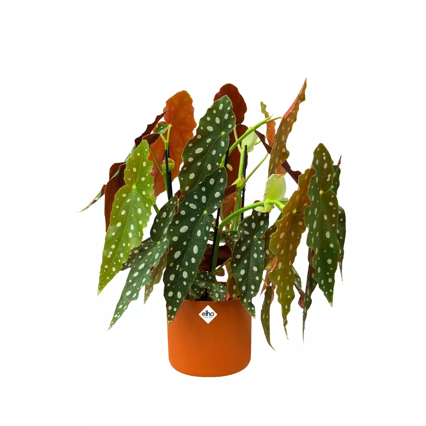 Recycelbarer Kunststoffblumentopf <br> B. für Soft