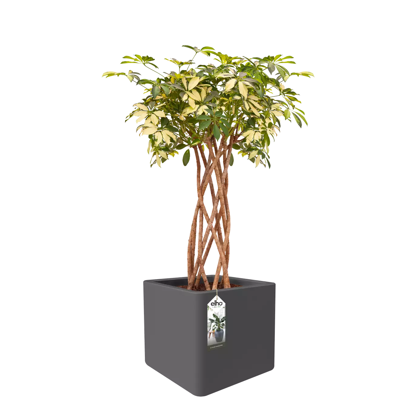 Jardinière - Reiner Würfel