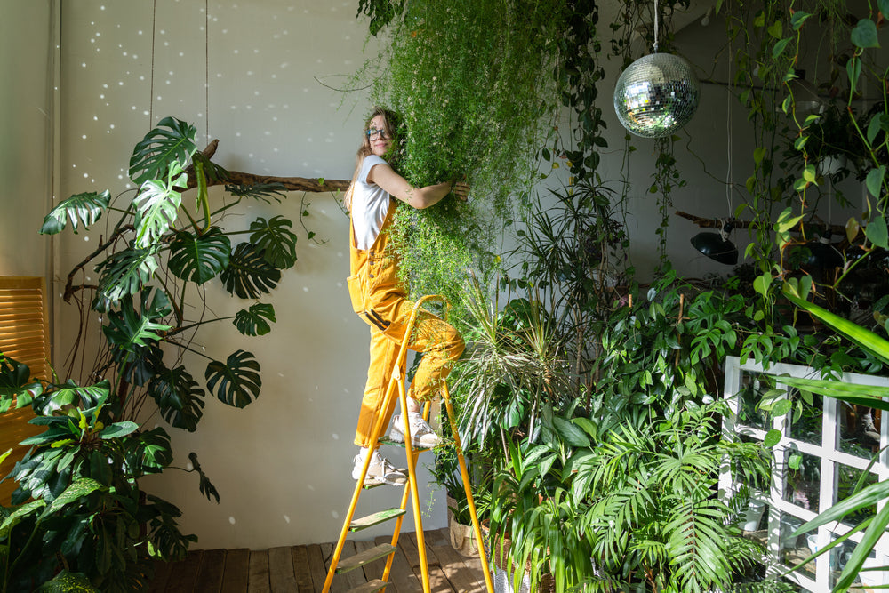 Meilleures Plantes à Suspendre en Intérieur