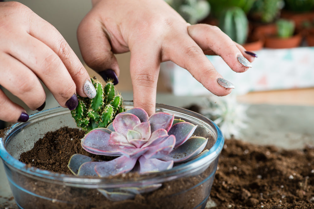 Comment Entretenir une Plante Grasse dans un Vase en Verre ?