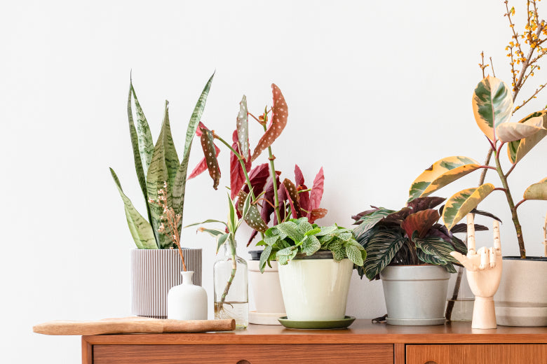 Décorer sa chambre avec des plantes : un atout pour le sommeil et la détente
