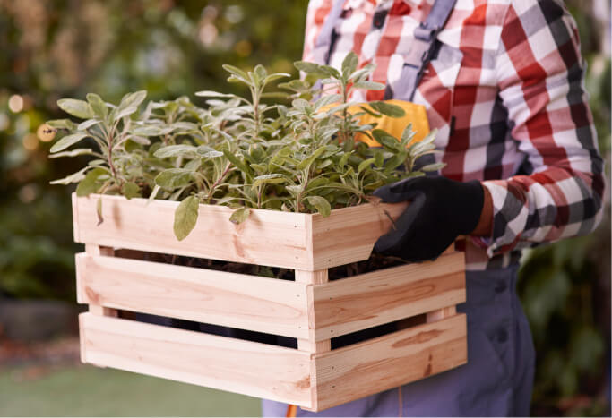 Carrés potagers urbains : comment cultiver des légumes et des herbes dans un petit espace ?