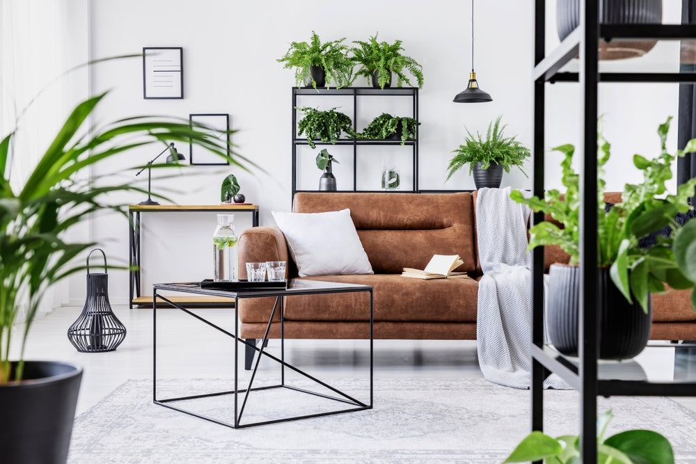 ou mettre plante salon