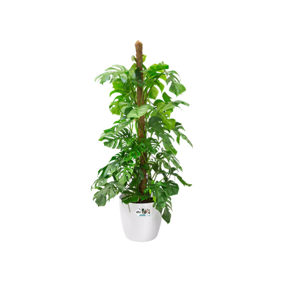 Blumentopf auf Rollen <br> Brüssel (x2)