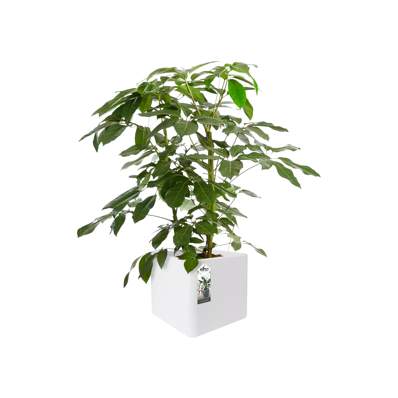 Jardinière - Reiner Würfel