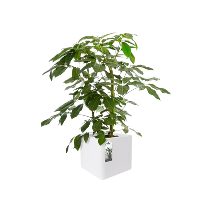 Jardinière - Reiner Würfel